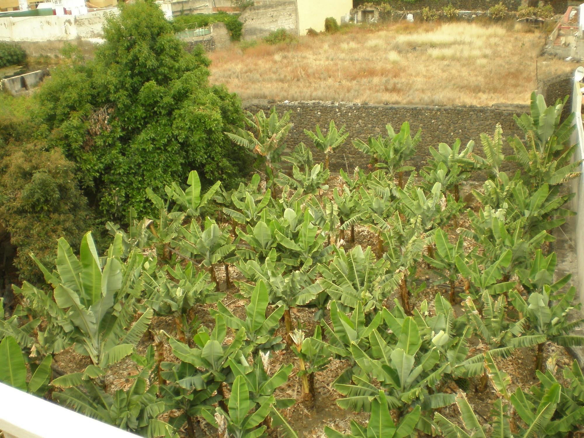 Tejuma 2* Puerto de la Cruz (Tenerife)