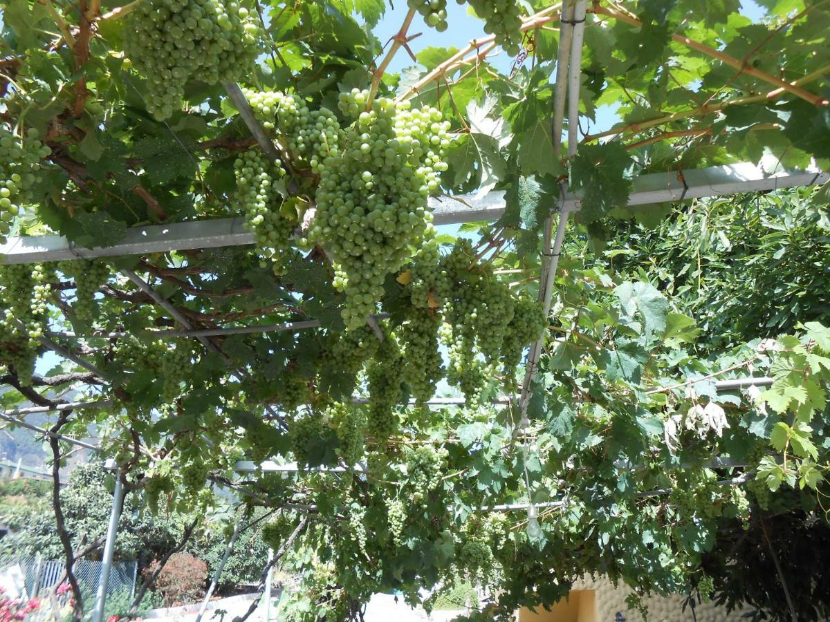 Casitas Uvas Y Vinas *