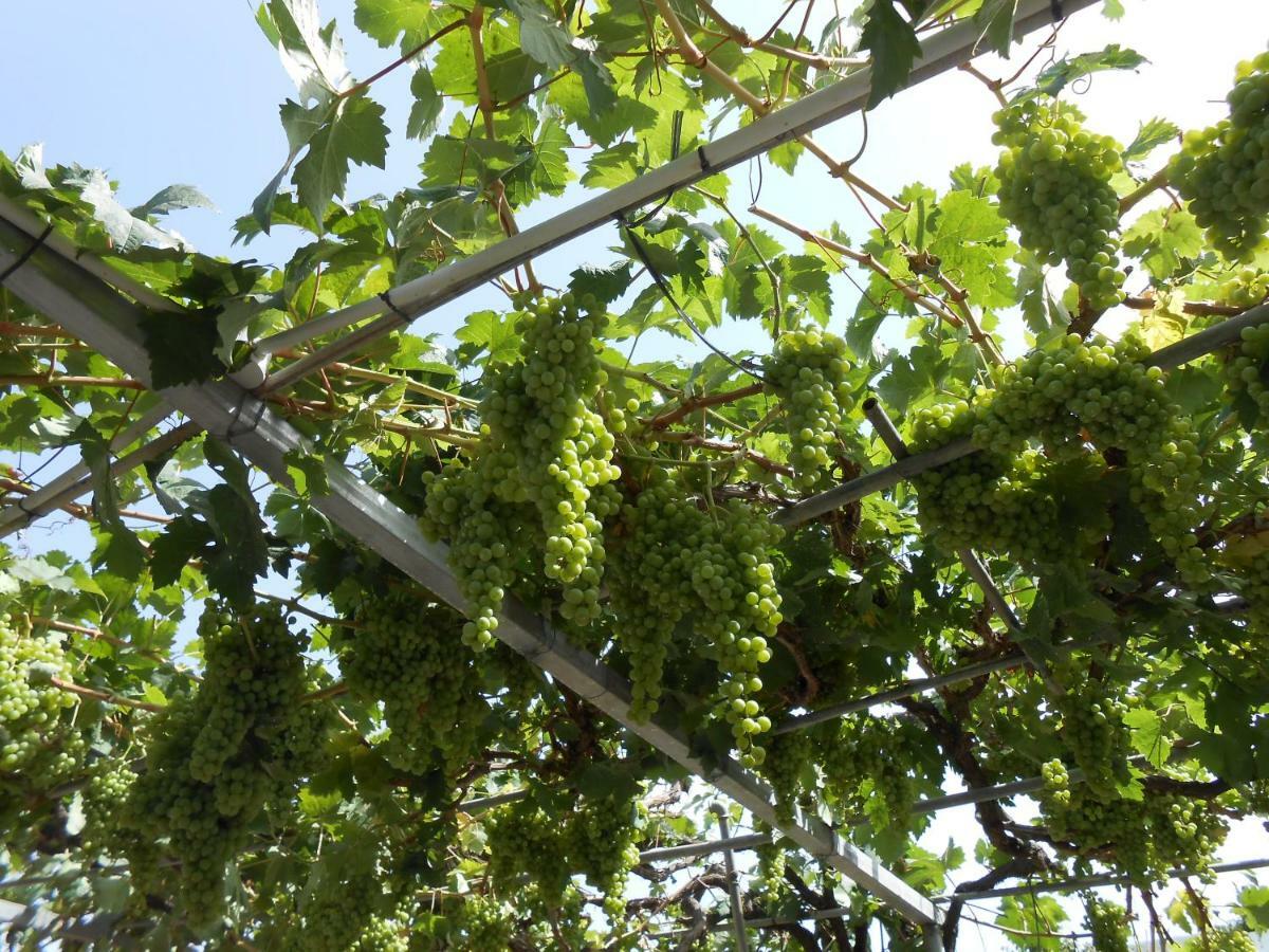 Casitas Uvas Y Vinas Holiday home Los Realejos