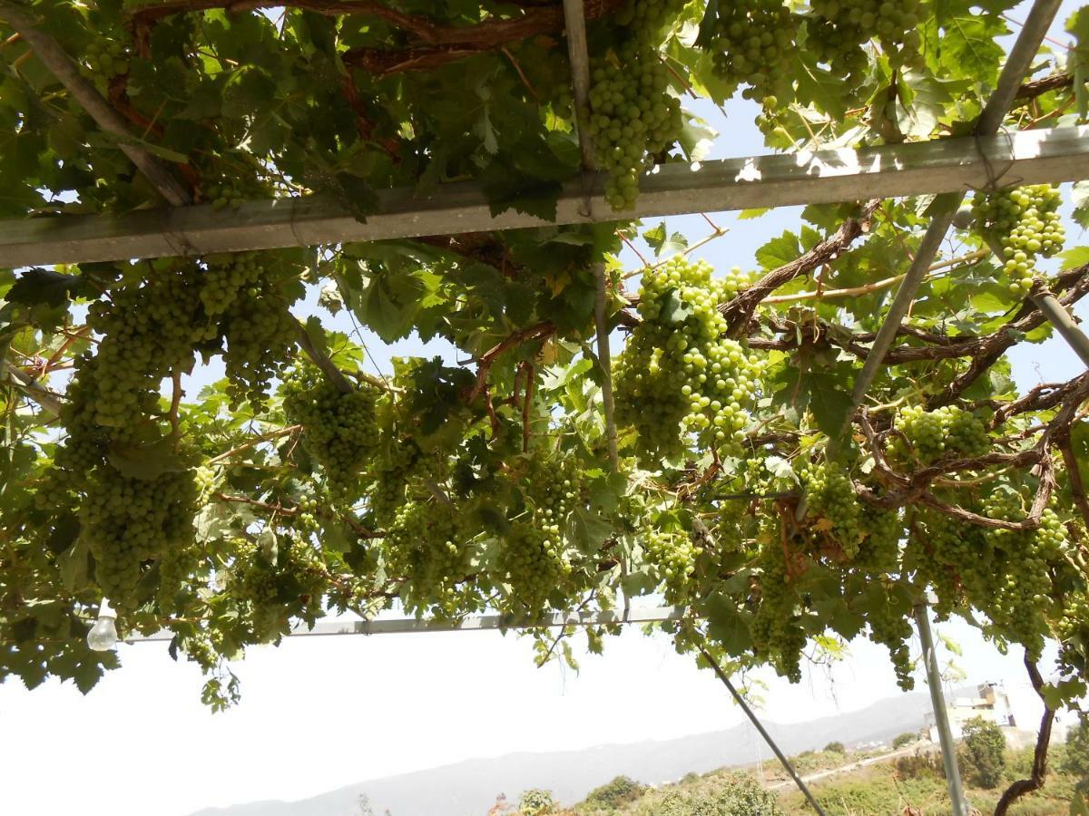 Casitas Uvas Y Vinas Holiday home *