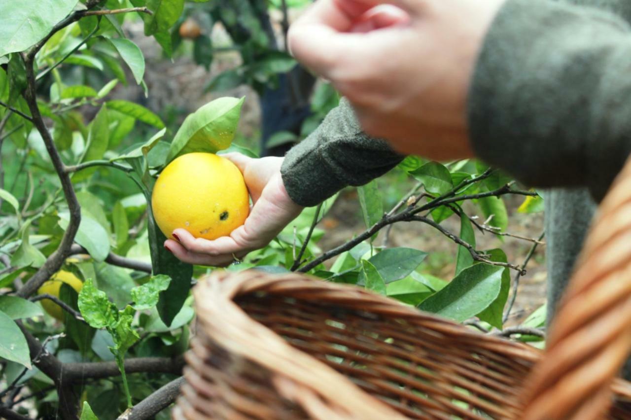 La Plantacion _agroturismo * La Orotava