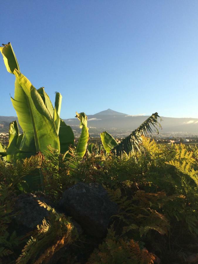 La Plantacion _agroturismo * La Orotava