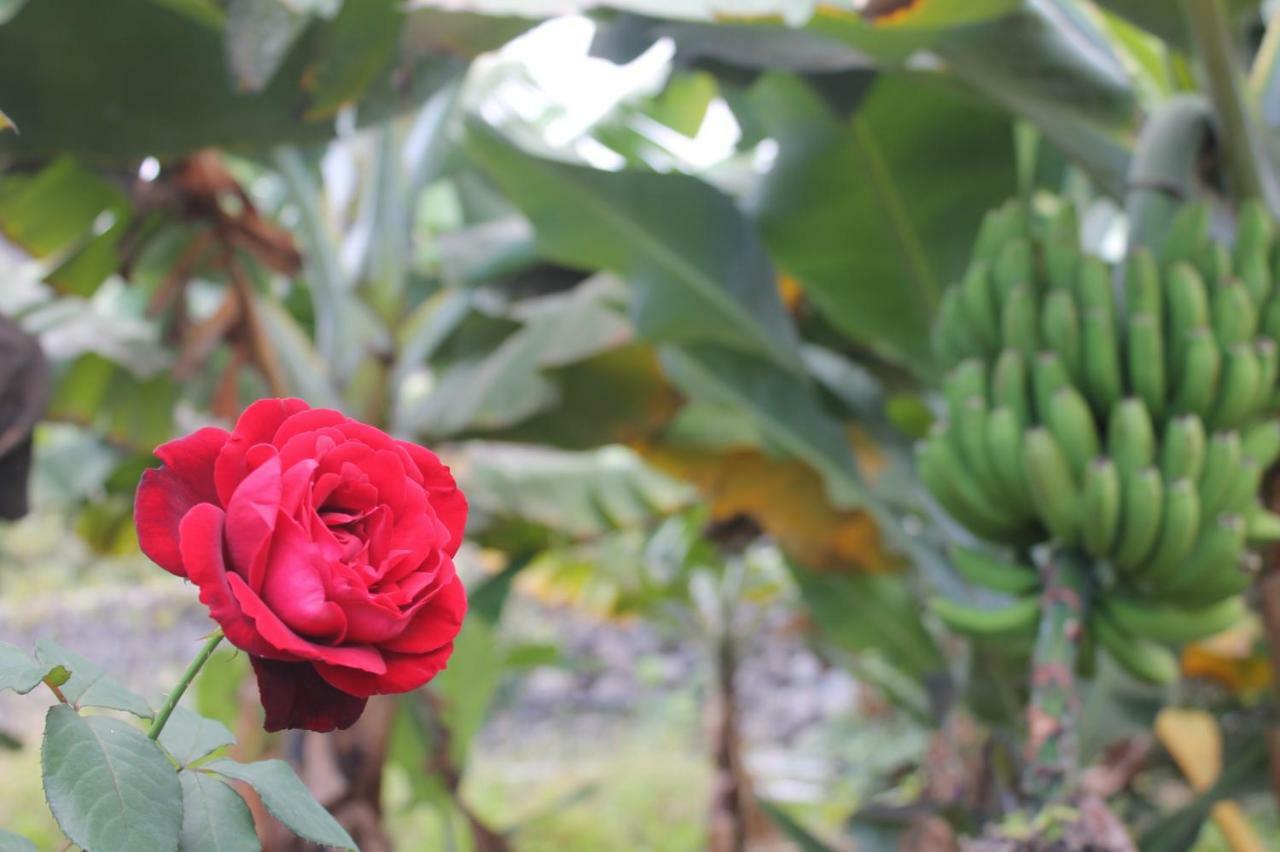 Holiday home La Plantacion _agroturismo *