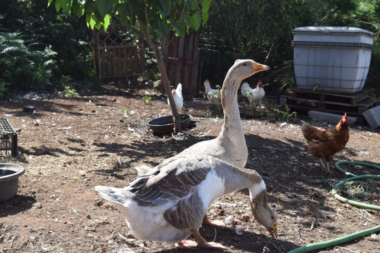 Séjour à la ferme Finca La Jaraca Tacoronte