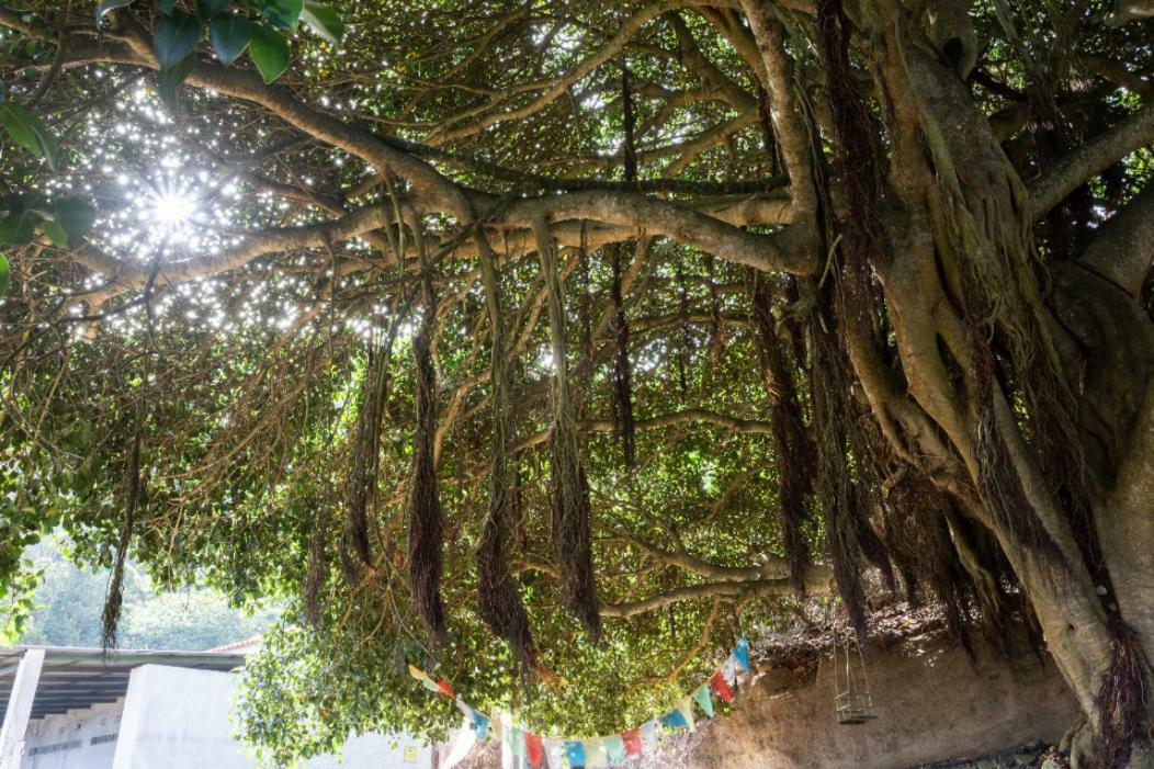 Free Canari - Los Alamos 8 Luxury tent Tegueste
