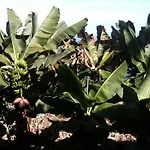Alenes Del Mar