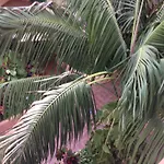 Parque Tropical Los Cristianos
