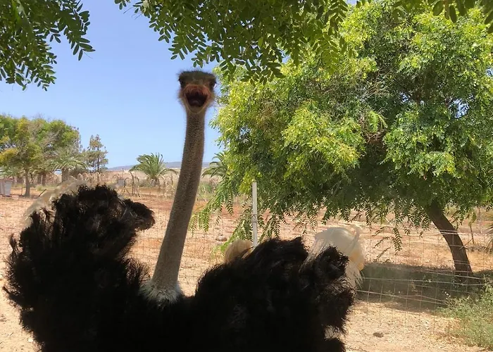 Finca Avestruz