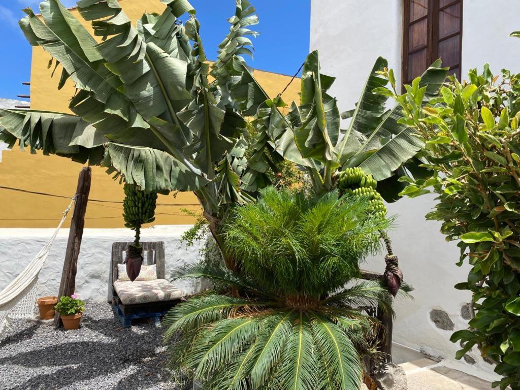 Casa Emblematica Buenavista Del Norte Bed & Breakfast