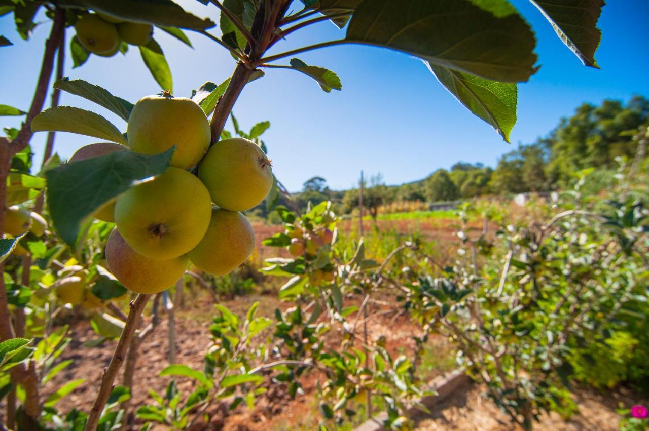 El Pastel Séjour à la campagne Tacoronte