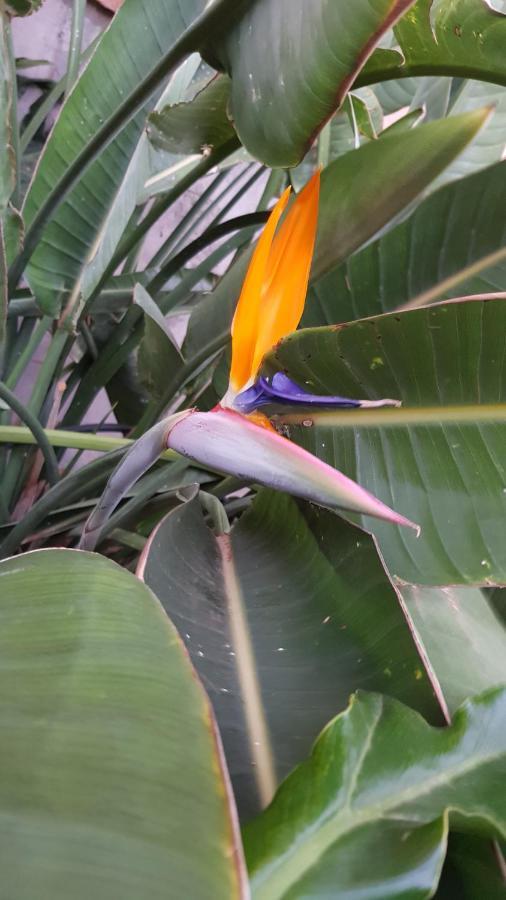 Strelitzia Park 3*