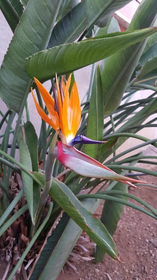 Aparthotel Strelitzia Park