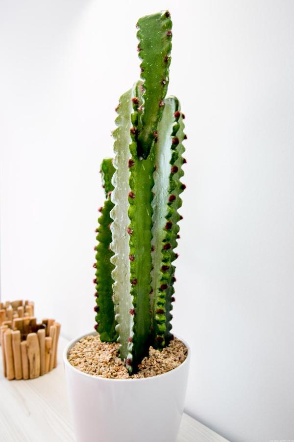 Cactus Apartment *