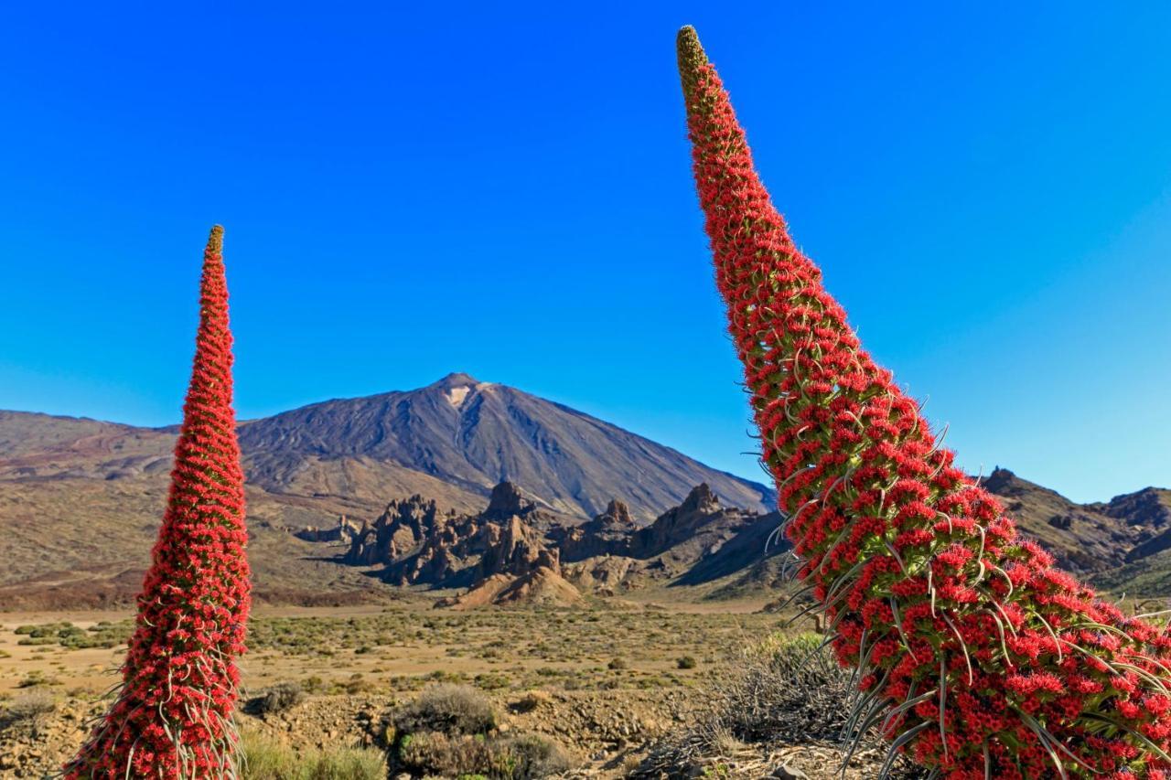 Agave Hébergement de vacances Costa Adeje (Tenerife)