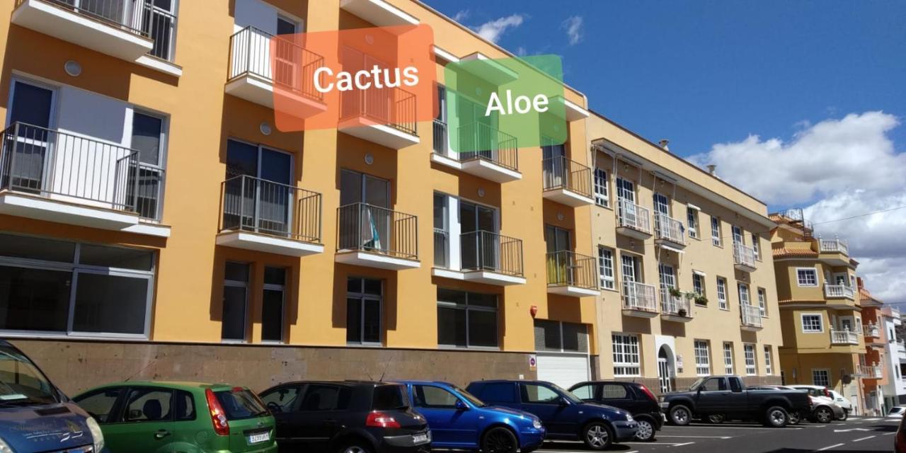 Tenerife - Aloe & Cactus