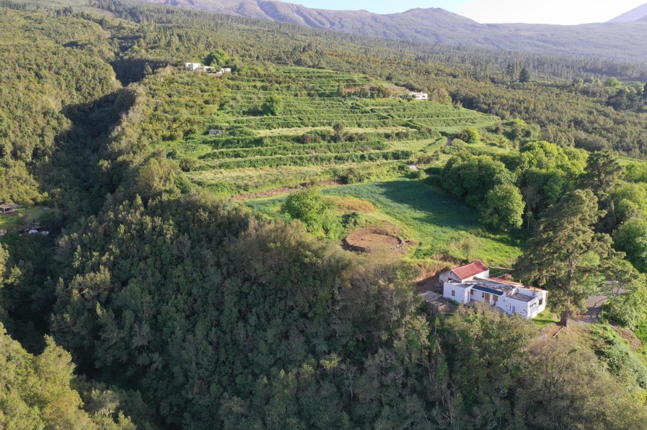 El Pino Centenario 8 * La Orotava