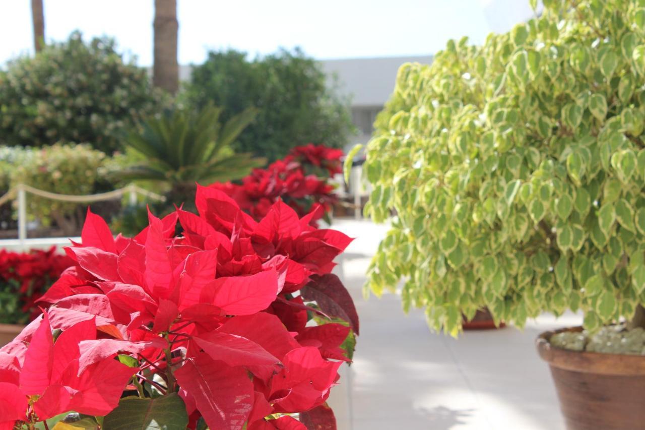 Club Mar - First Line With Sea View Costa Adeje (Tenerife)