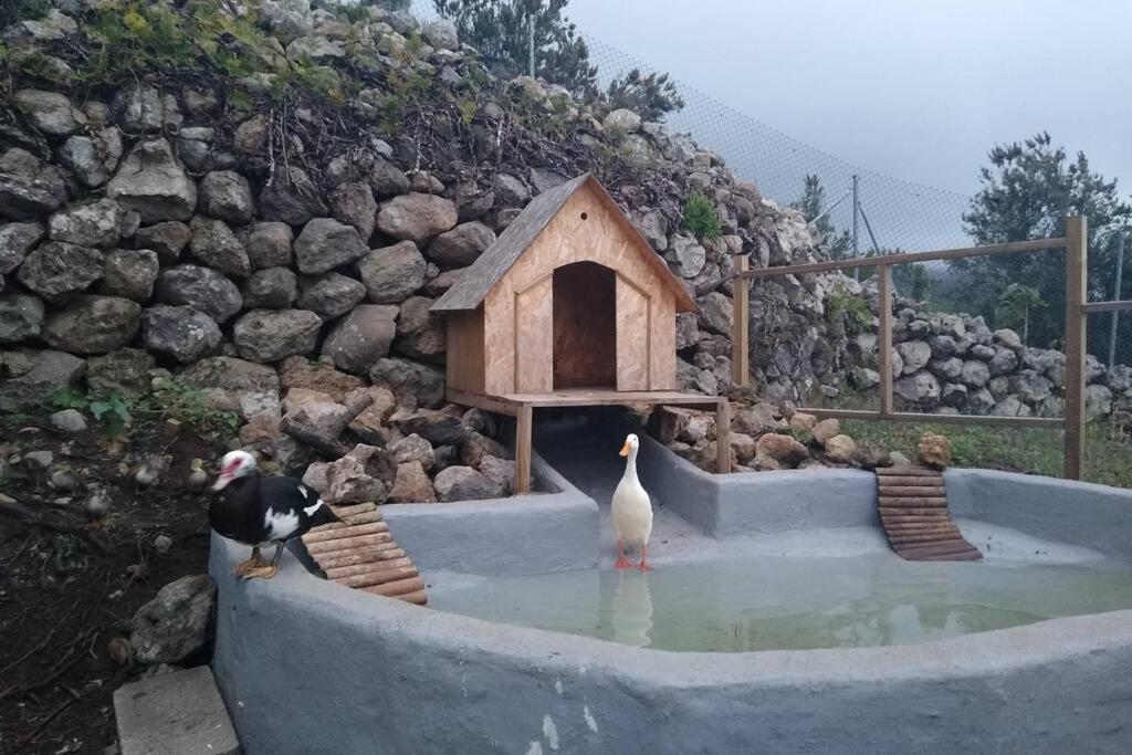 Chalet La Tagora Conect With The Nature & Relax *