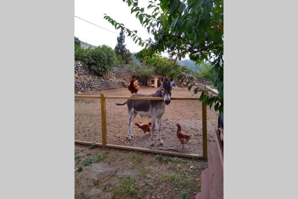 La Tagora Conect With The Nature & Relax * Icod De Los Vinos