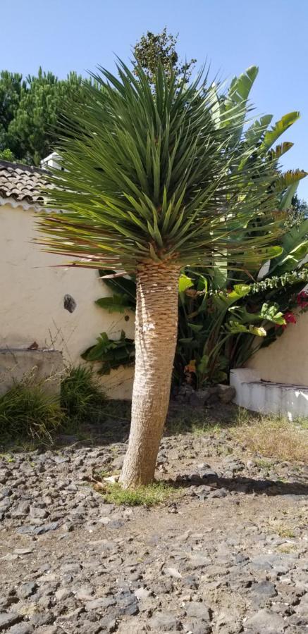 La Casita De La Vega Icod De Los Vinos