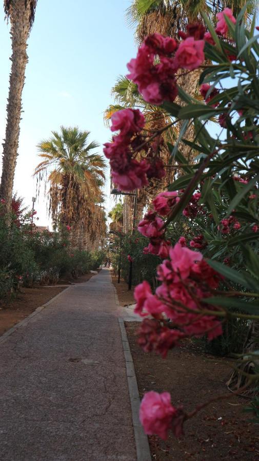 En Tenerife Sur, Parque Santiago 2 Arona (Tenerife)