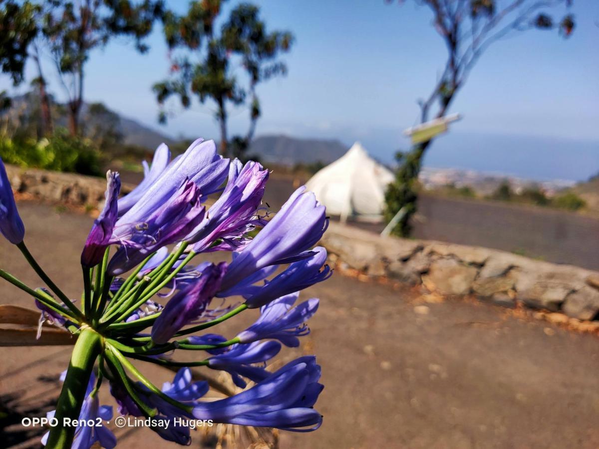 Luxury tent Free Canari - Los Alamos 8 *