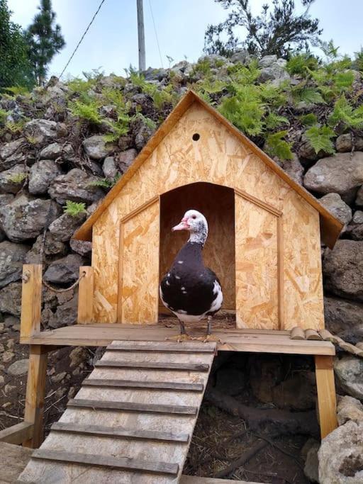 Huertos Conect With The Nature & Relax Icod De Los Vinos