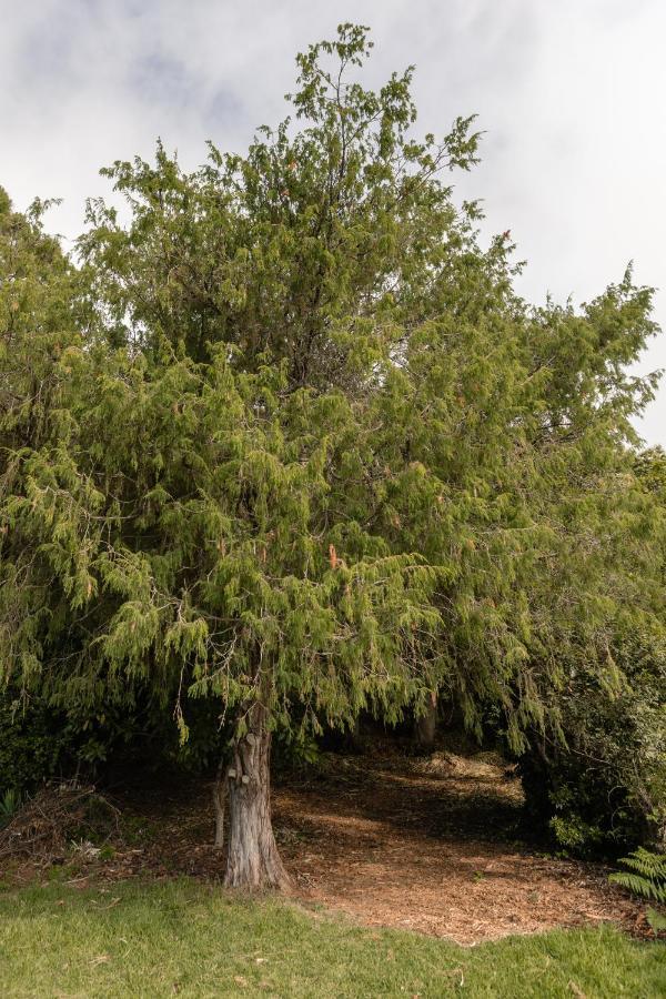 Mialon Rural Apartment: Haven Of Calm In Nature * La Esperanza (Tenerife)
