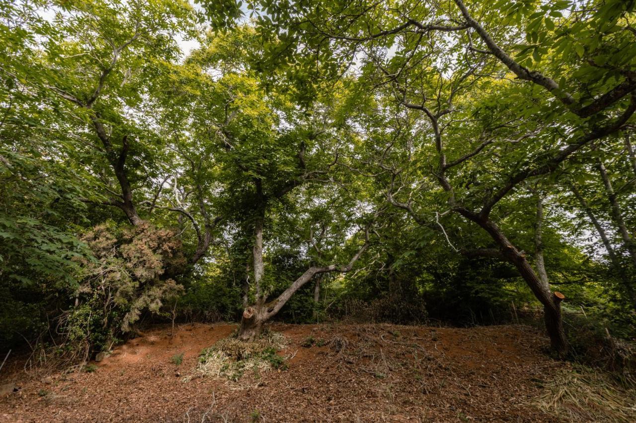 Mialon Rural Apartment: Haven Of Calm In Nature * La Esperanza (Tenerife)