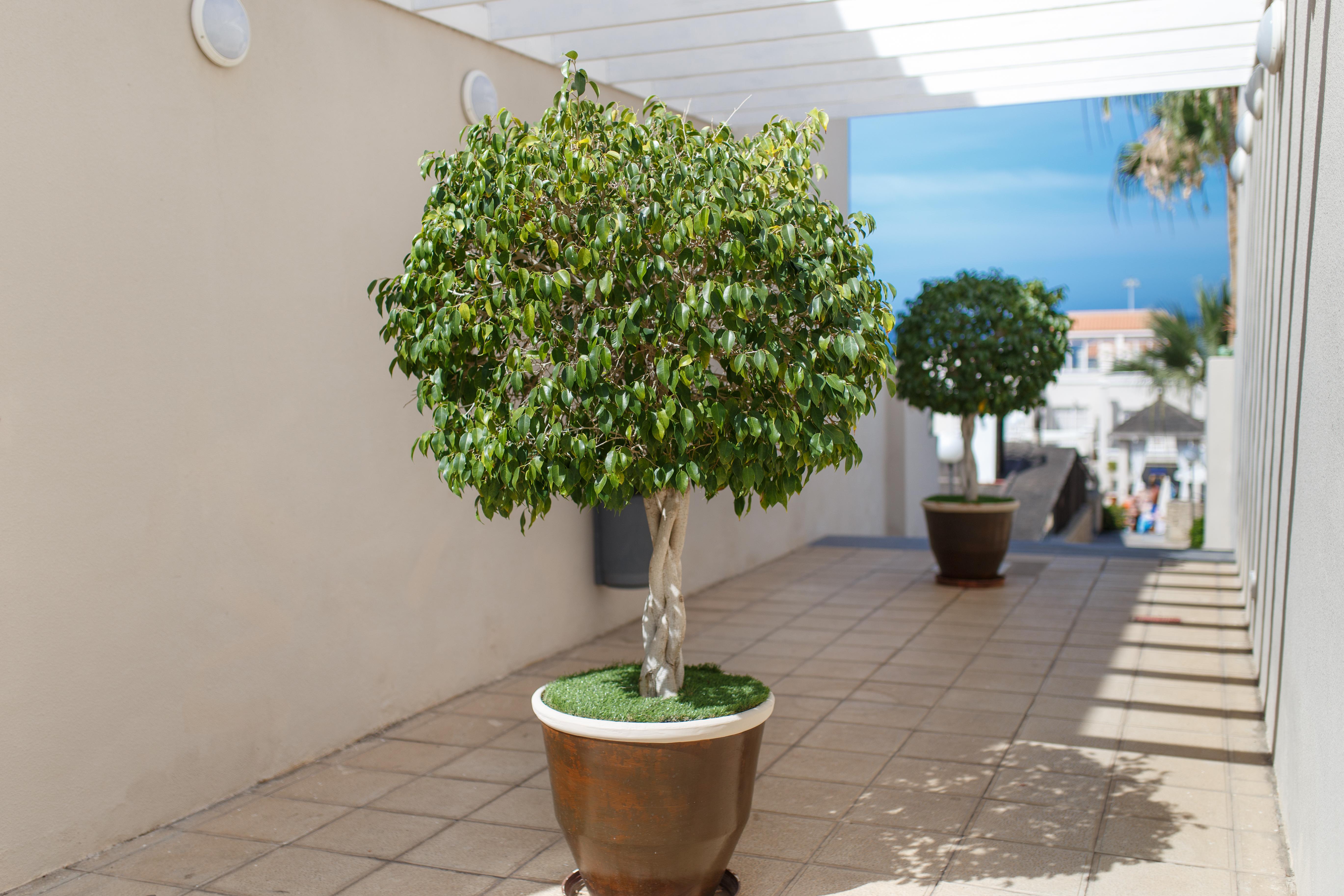 Olivos 3* Costa Adeje (Tenerife)