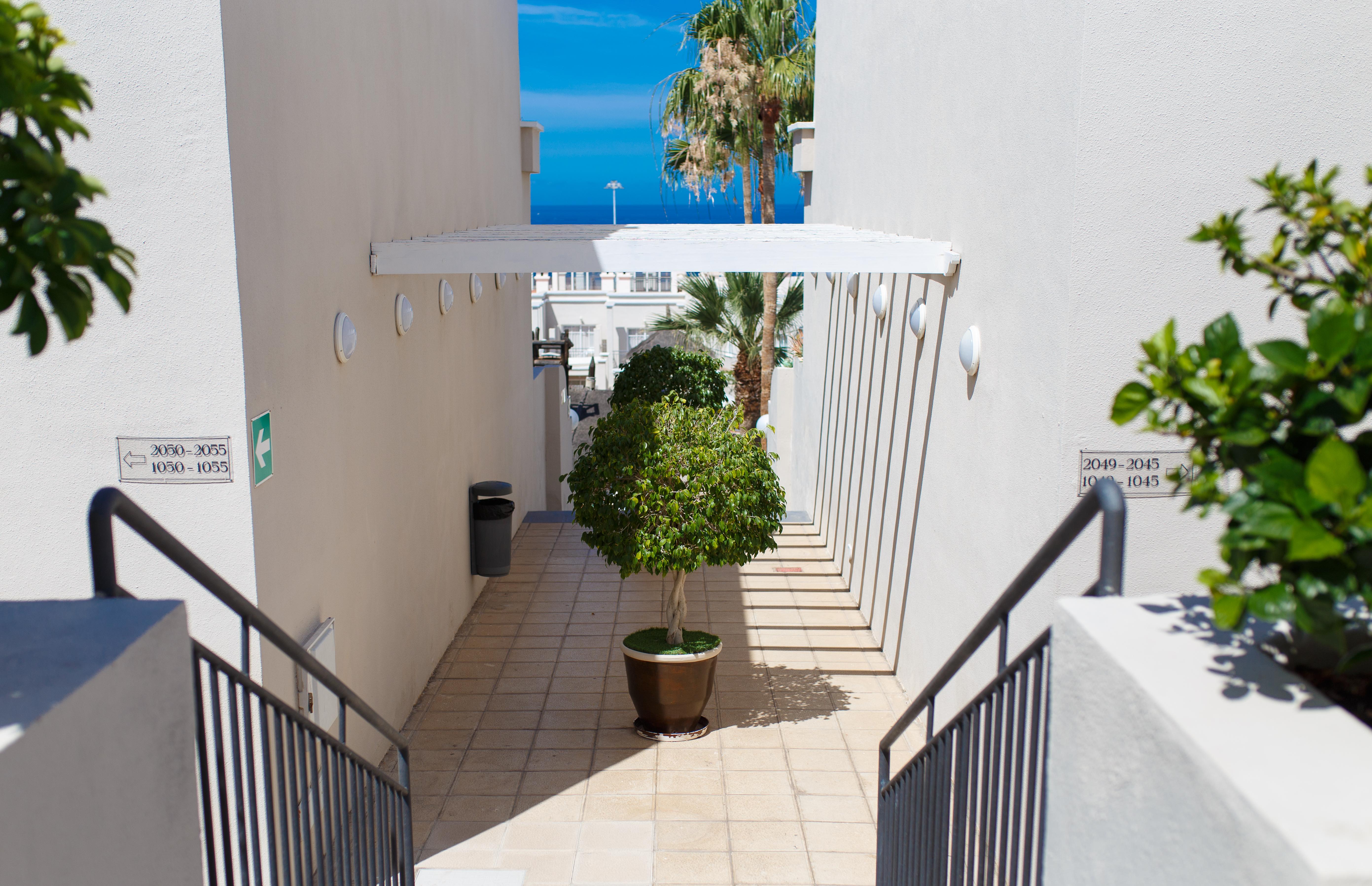 Olivos Costa Adeje (Tenerife)