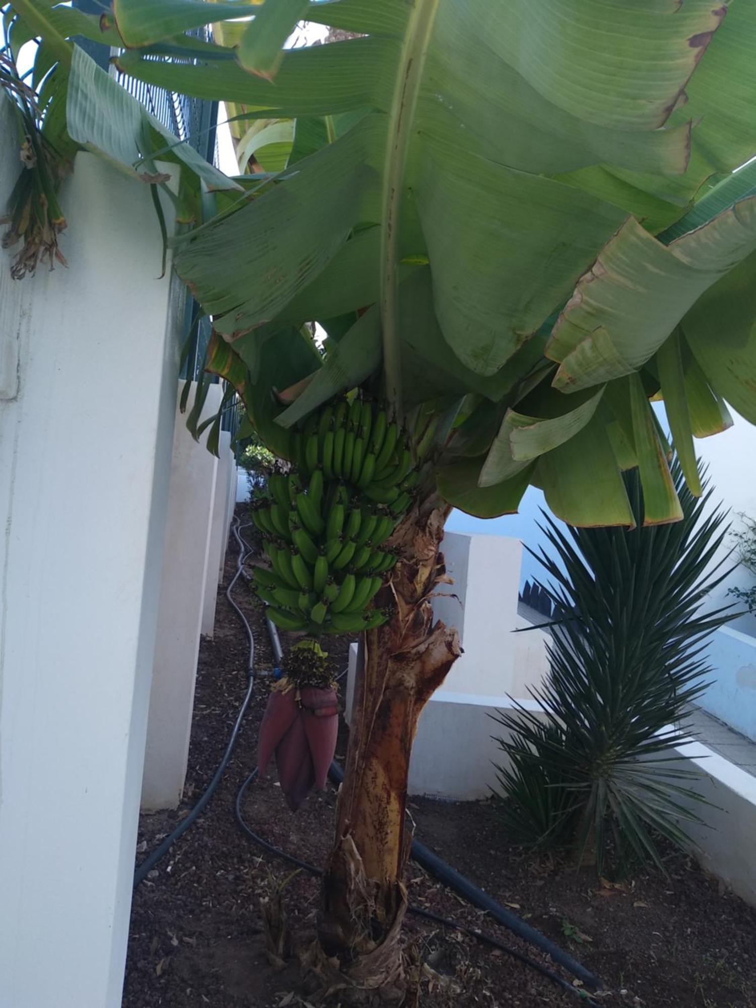 Ama Tenerife Grande Terraza *