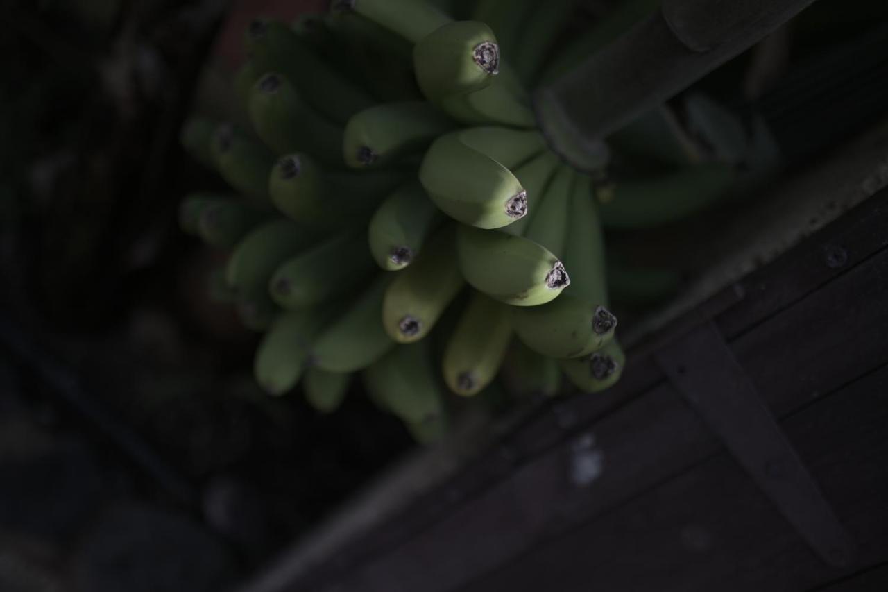 Amigos Nest