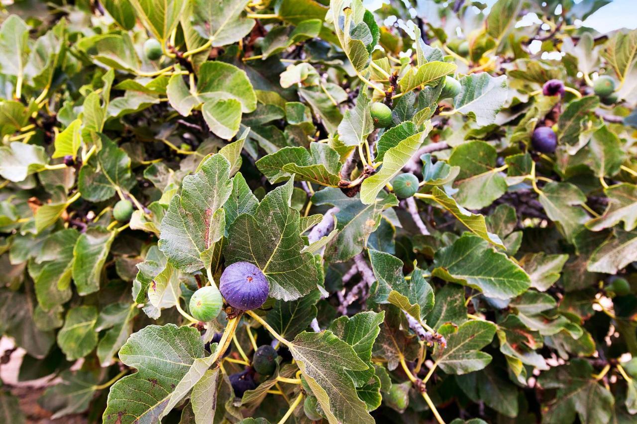 Finca Imoses Bailon