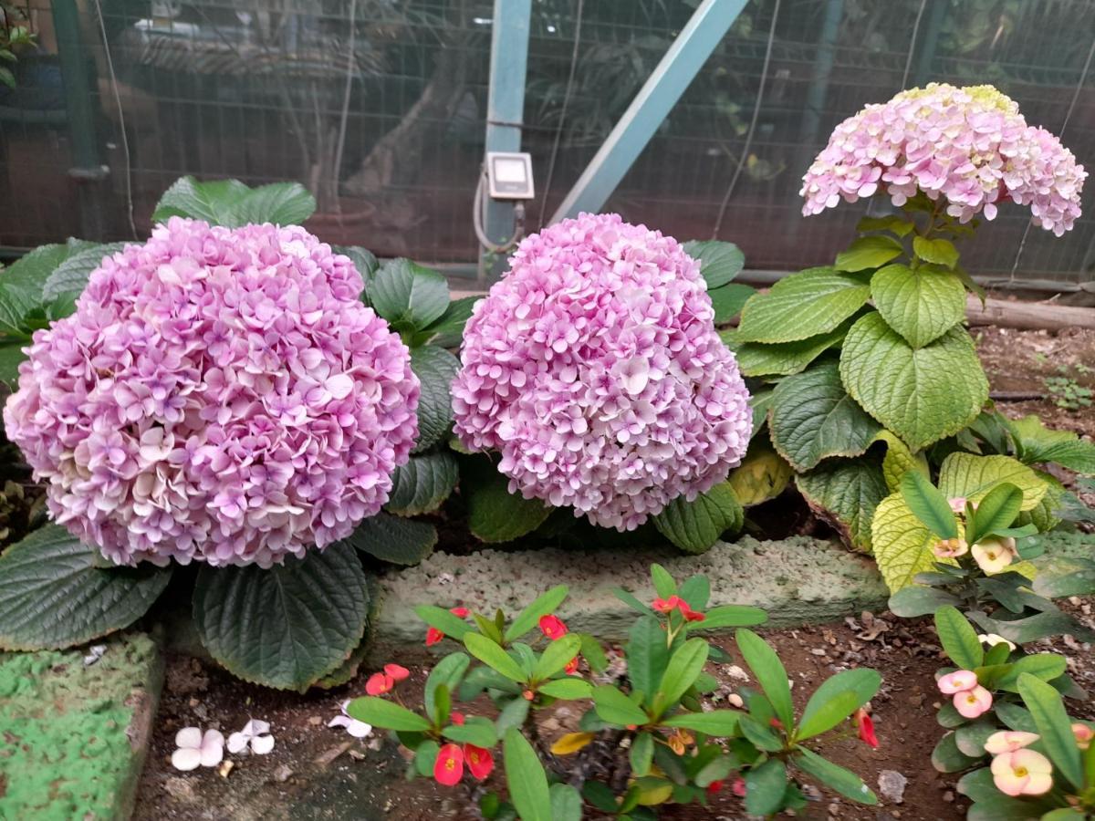 Tenerife Homestay San Miguel de Abona