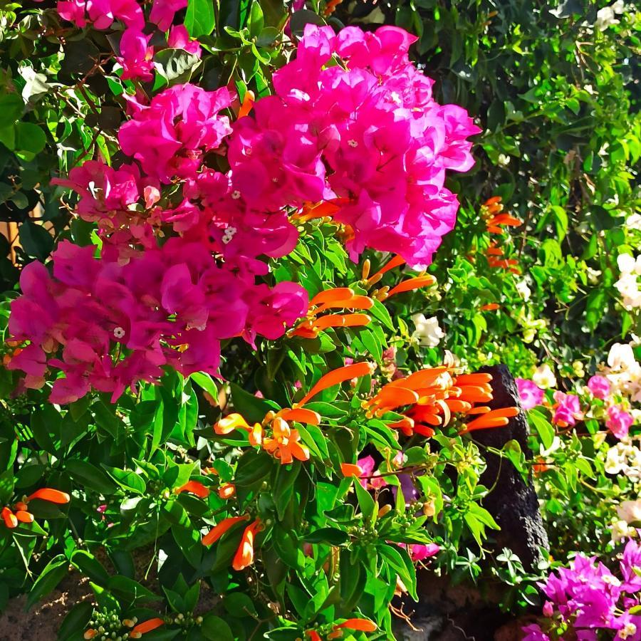 Finca Aurora - Peaceful Apartmentin Arico *