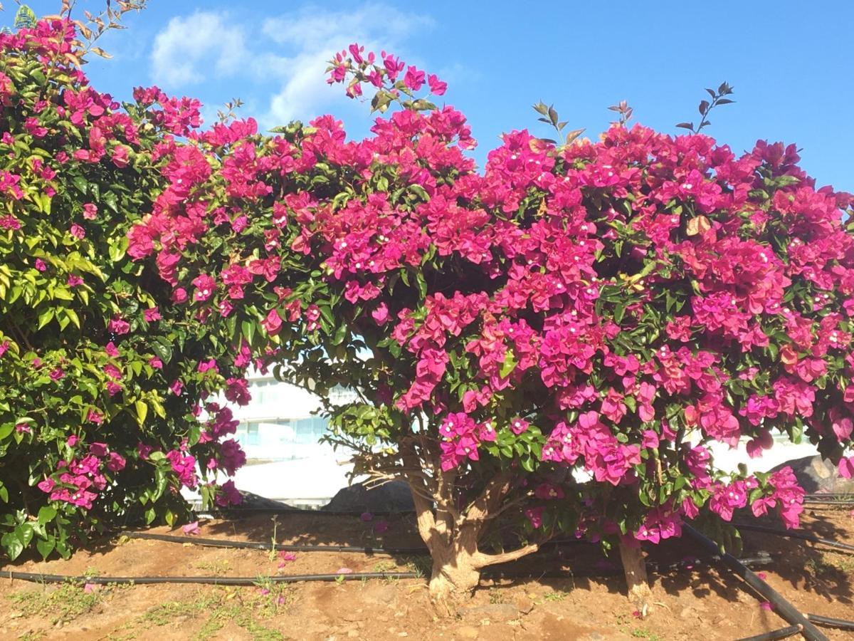 One Bedroom Apartment, Garden City, Heated Pool, Close To Playa Americas Appartement
