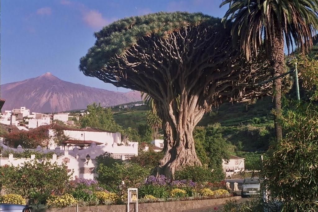 Violeta Hébergement de vacances La Laguna (Tenerife)