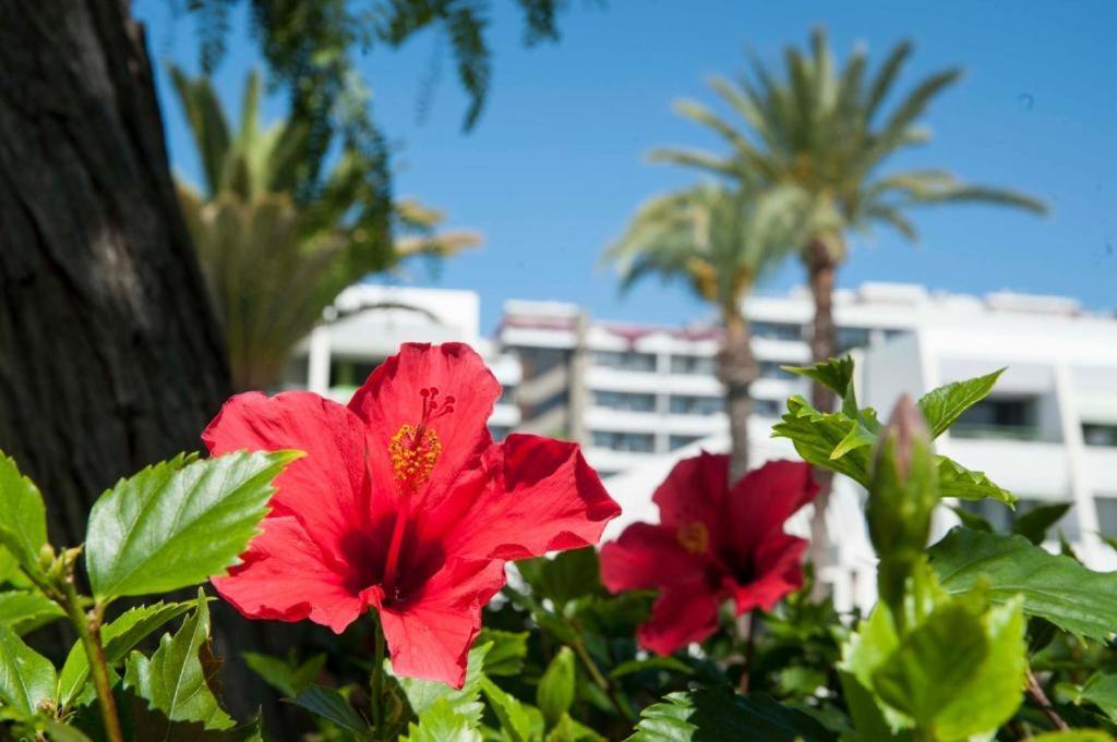 Optimist Americas Apartment Playa de las Americas (Tenerife)