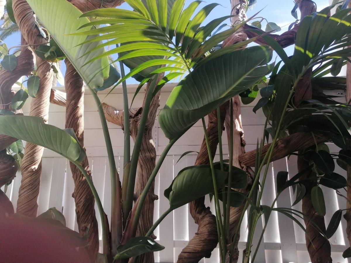 Puerto De La Cruz - Sun House - Holidays - Apartamento Puerto de la Cruz (Tenerife)