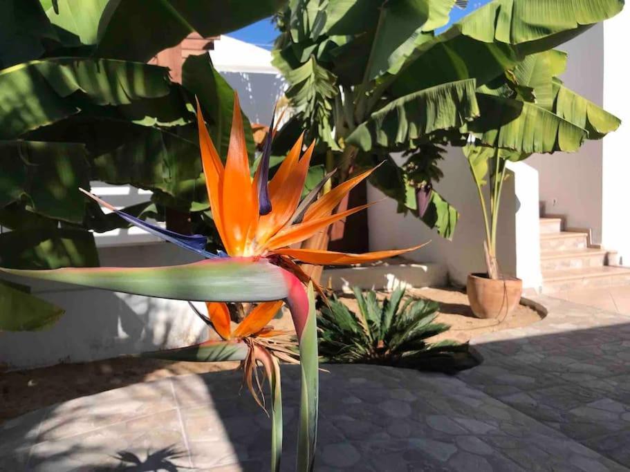 Gezellige Met Prachtig Zicht En Zwembad * Arona (Tenerife)