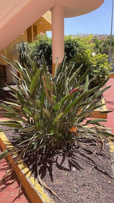 Costa Adeje, 2 Bedrooms Appartement *