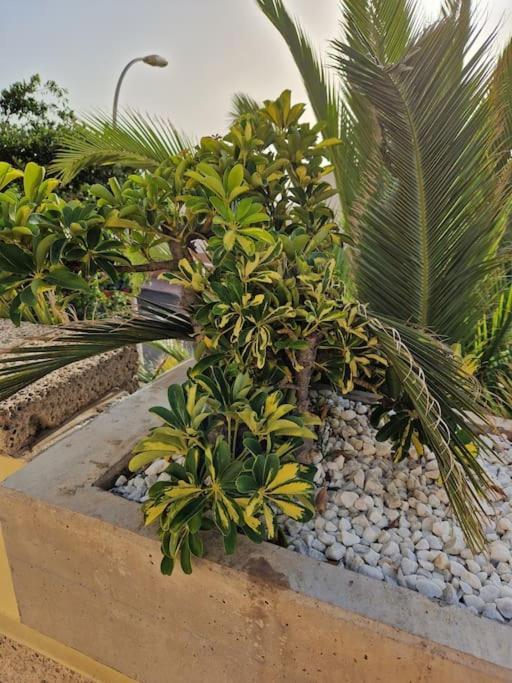 Apartment Golden Sunset Ocean View Costa Adeje (Tenerife)