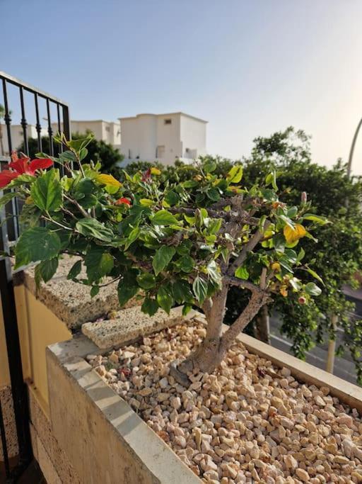 Apartment Golden Sunset Ocean View Costa Adeje (Tenerife)