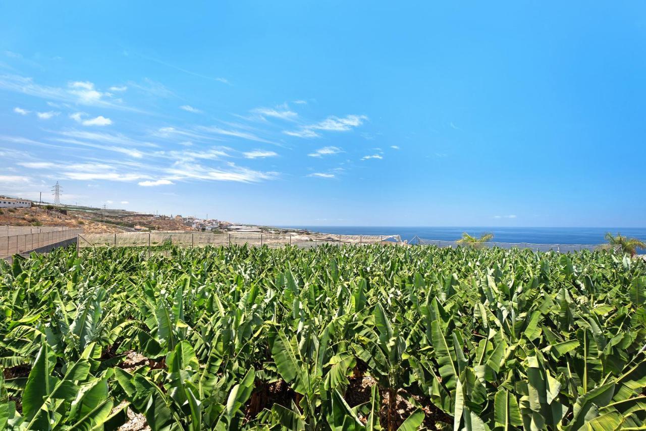 La Calabacera Blanca *