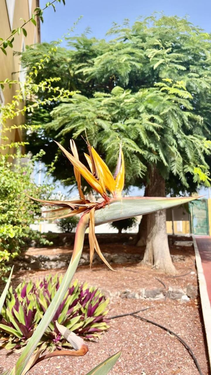 Cozy Two Bed Apartment. Costa Adeje (Tenerife)