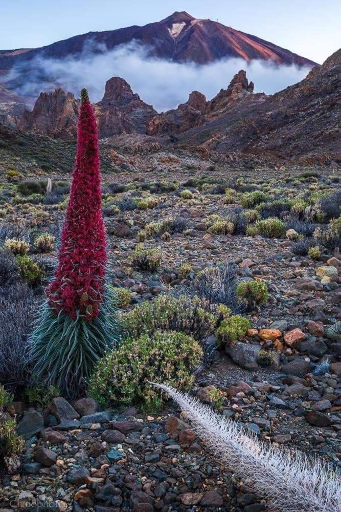 La Casita Ma Petite Folie Tenerife Сasa de vacaciones *