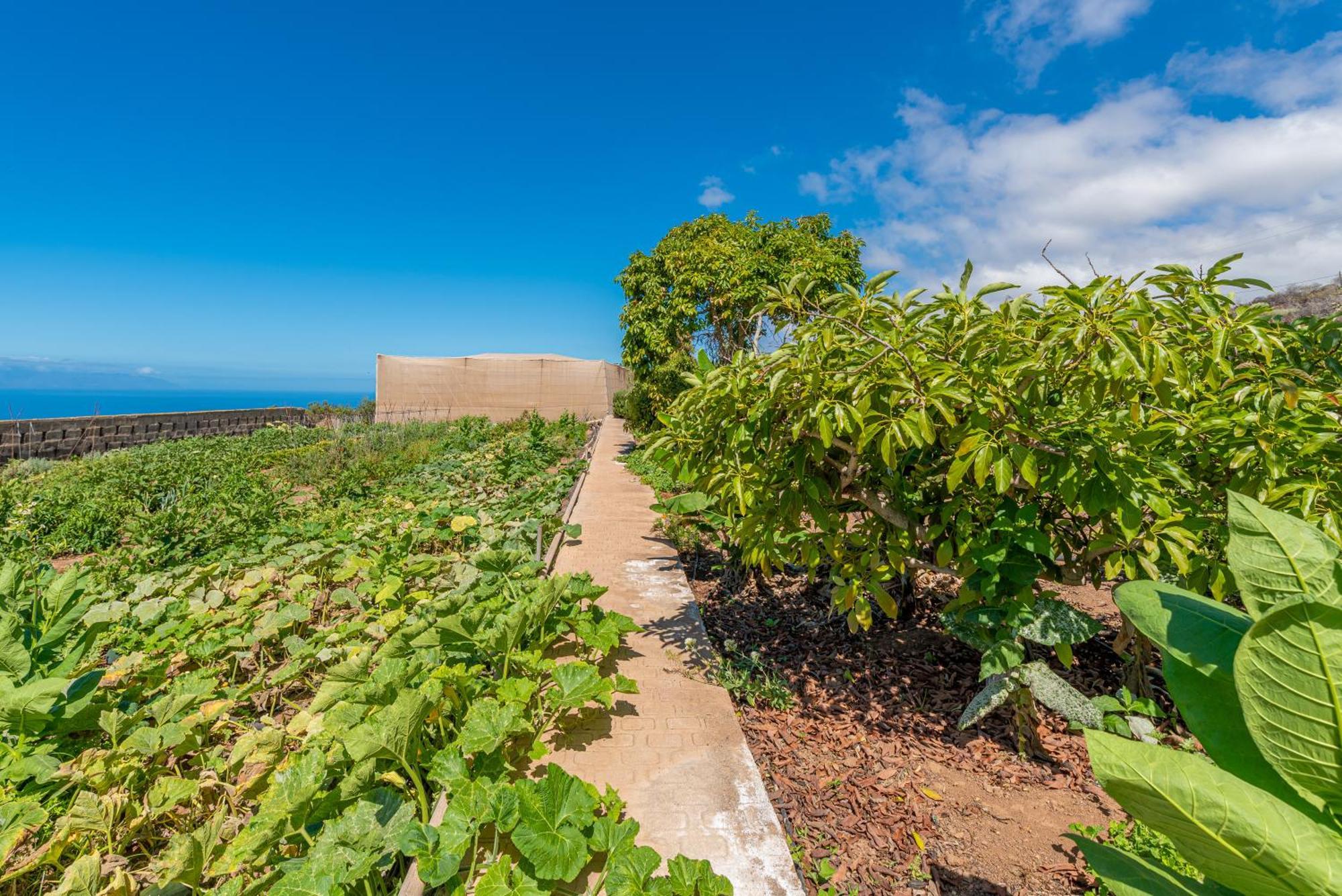 Dulces * Chio (Tenerife)