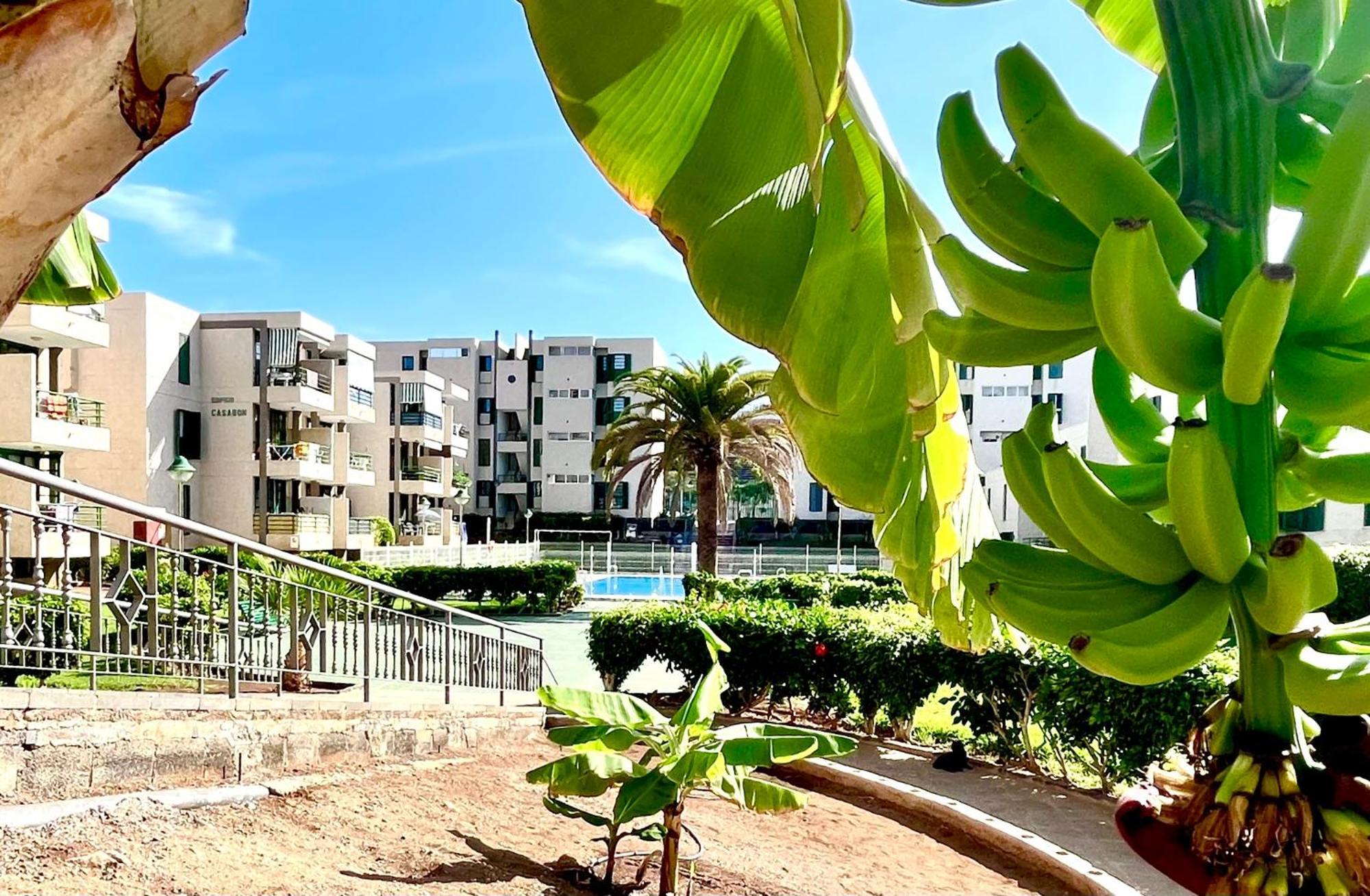 Vinas Apartment Playa de las Americas (Tenerife)