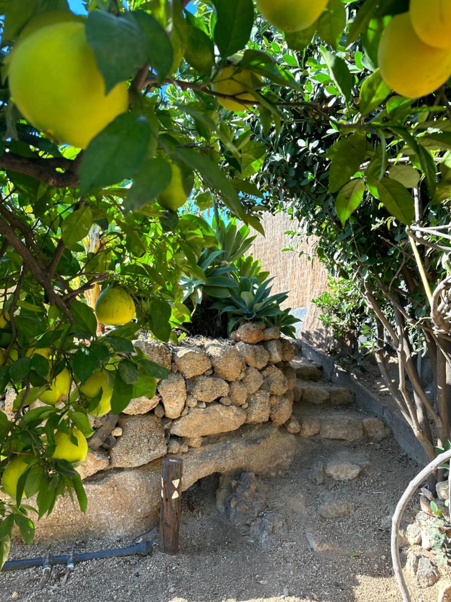 Afrikan Krisant Tenerife, Ecologica *